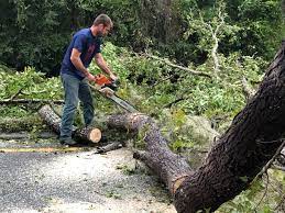 Professional Tree Care in Laurel Lake, NJ