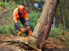 How Our Tree Care Process Works  in  Laurel Lake, NJ